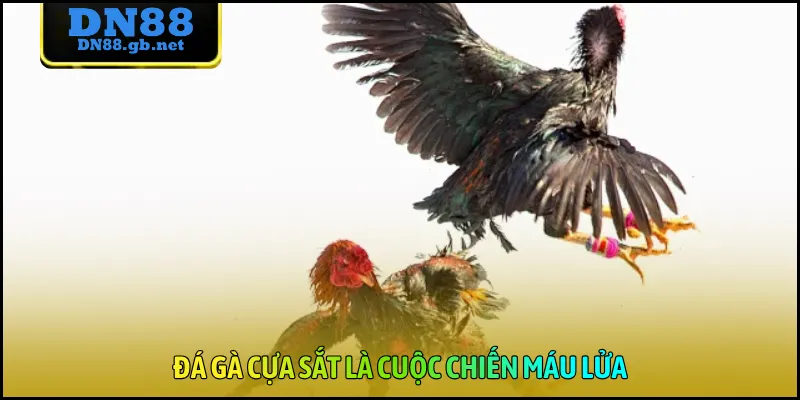 Đá gà cựa sắt là cuộc chiến máu lửa